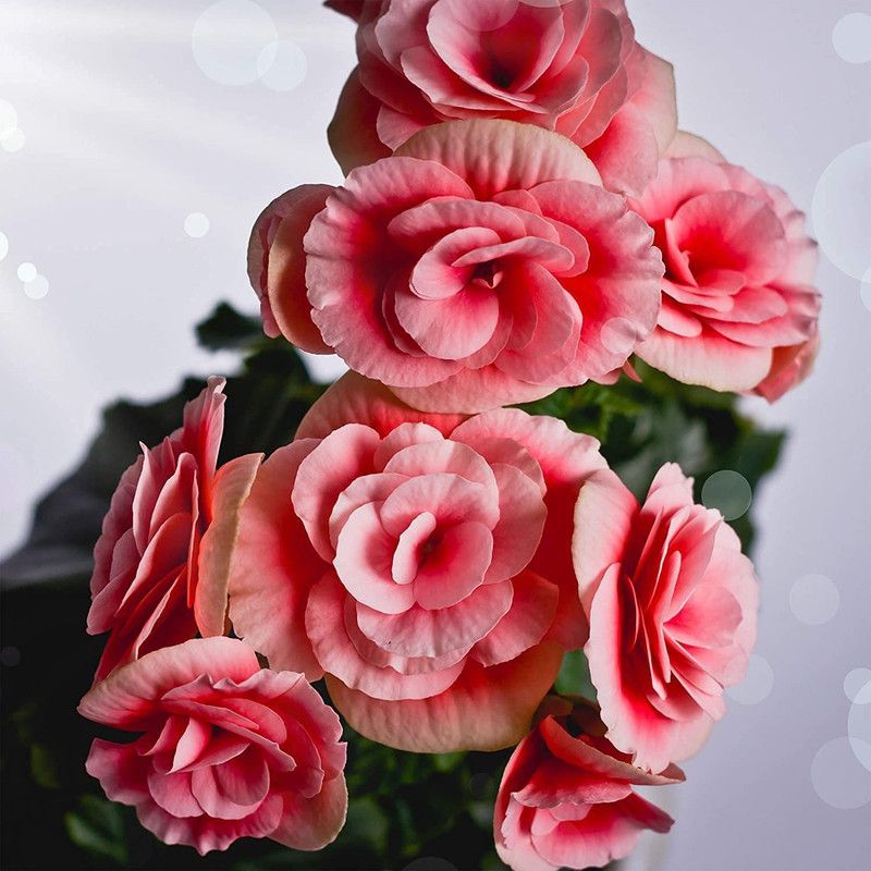 CYBEXIS Begonia Double Flower Seed Seed  (1 g)