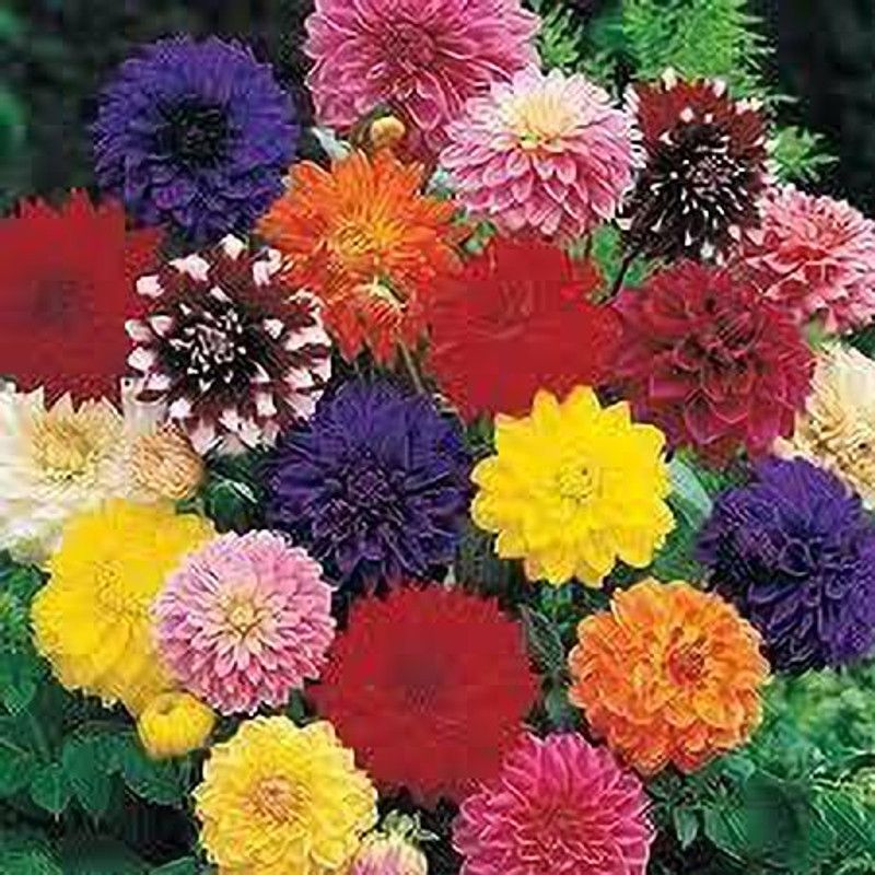 KANAYA Dahlia Seeds Hybrid Seed  (118 per packet)