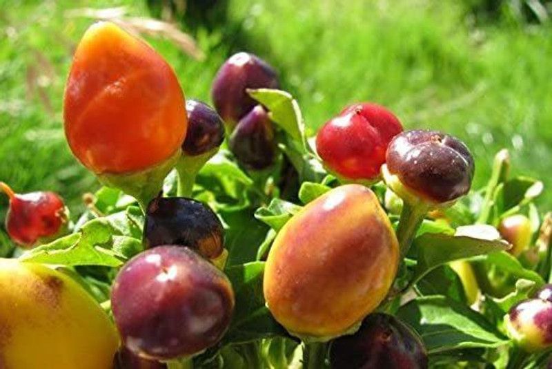 WILLVINE GBPUT-663 Beautiful Ornamental Pepper Seeds Very Hot Seed  (200 per packet)