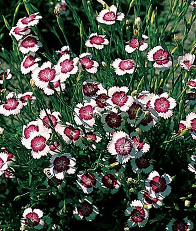 VibeX Dianthus Seed  (50 per packet)