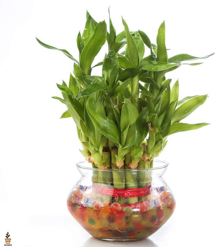 The Forestta Two Layer Bamboo Plant  (Pack of 1)