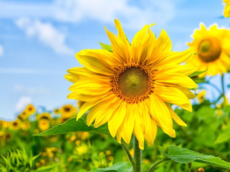 XOLDA Sunflower Seed  (40 per packet)