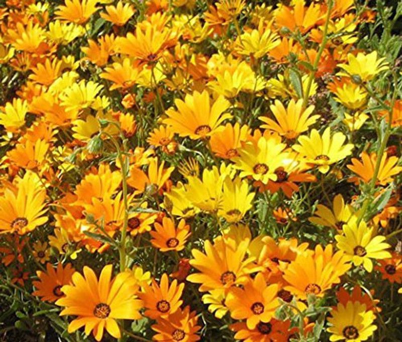 CYBEXIS Dimorphotheca/African Daisy Hybrid Seeds Seed  (50 per packet)