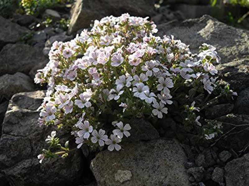 CYBEXIS Garden Gypsophila Elegans Flower Seeds Seed  (50 per packet)