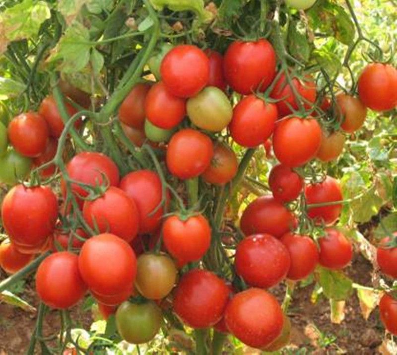 FRESH SEEDS Tomato Seed  (250 per packet)
