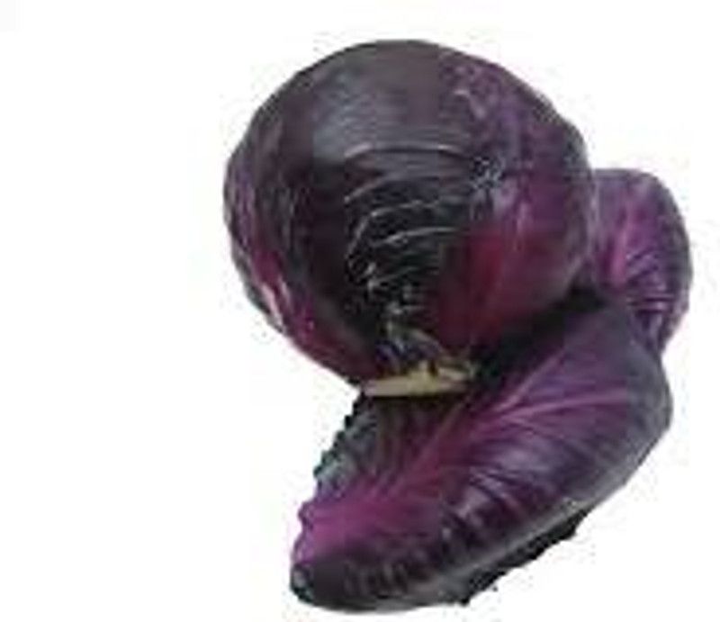 XOLDA Organic Cabbage purple Seed  (1 per packet)