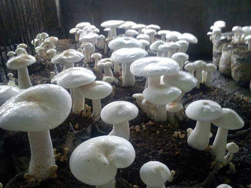 Mozette Mushroom Hybrid Seed  (50 per packet)