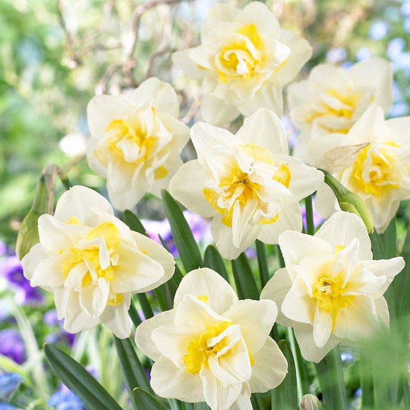 FERNSFLY® IMP. Daffodil Aromatic Flower Bulbs Winter Flower Home Pot Land Gardening Bulbs planting (Pack of 7 White Lion Daffodil) Seed  (7 per packet)
