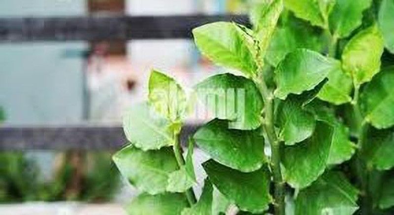 MVKR Devils Backbone Succulent Plant  (Hybrid, Pack of 1)