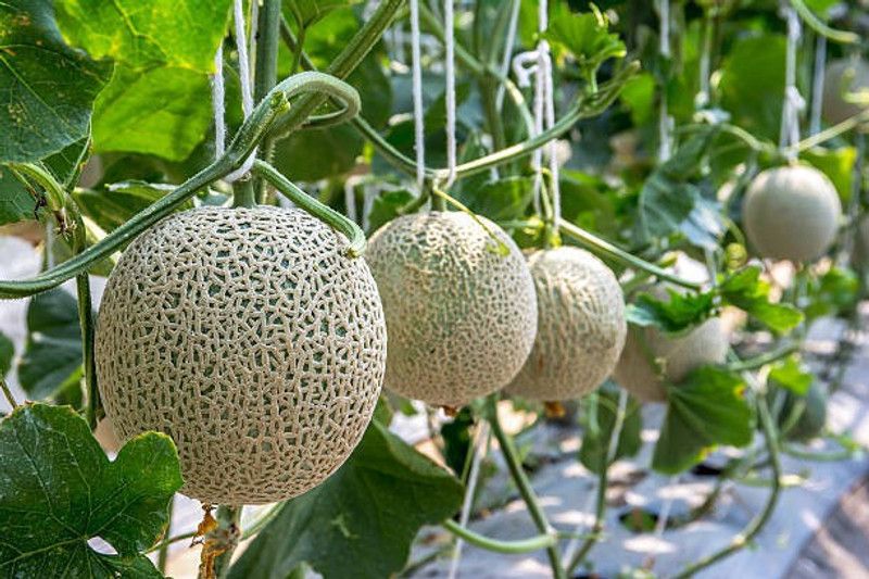 Splorias Muskmelon Seed  (25 per packet)