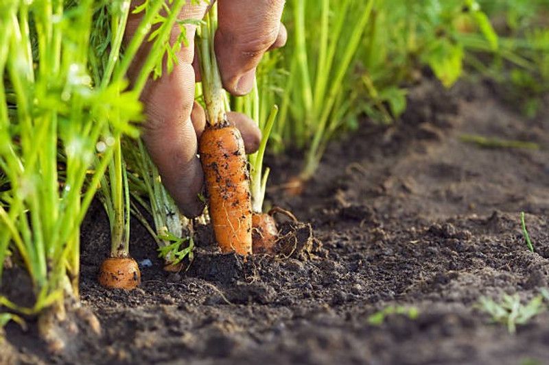 Splorias Carrot Seed  (20 per packet)