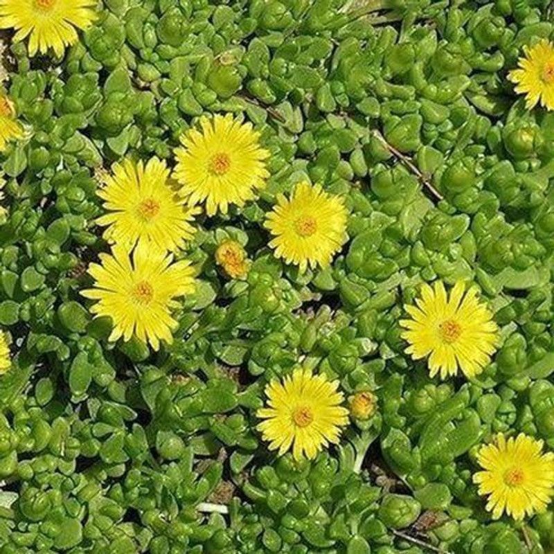CYBEXIS Seeds Ice Plant Yellow Flower Seeds (Dorotheanthus Bellidiformis) Seed  (1 g)
