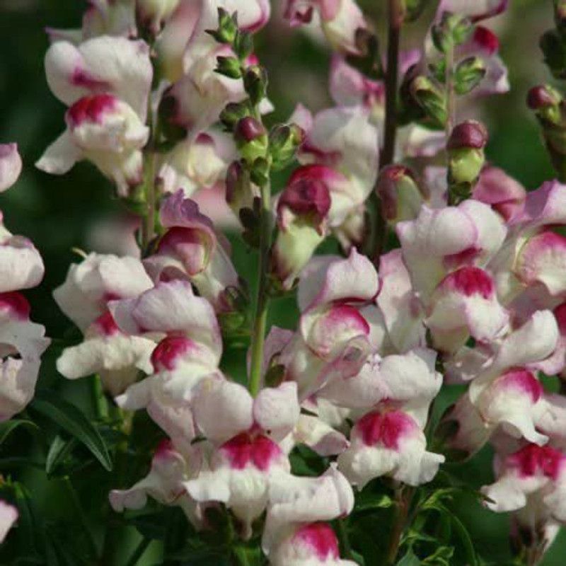 VibeX Antirrhinum Seed  (150 per packet)