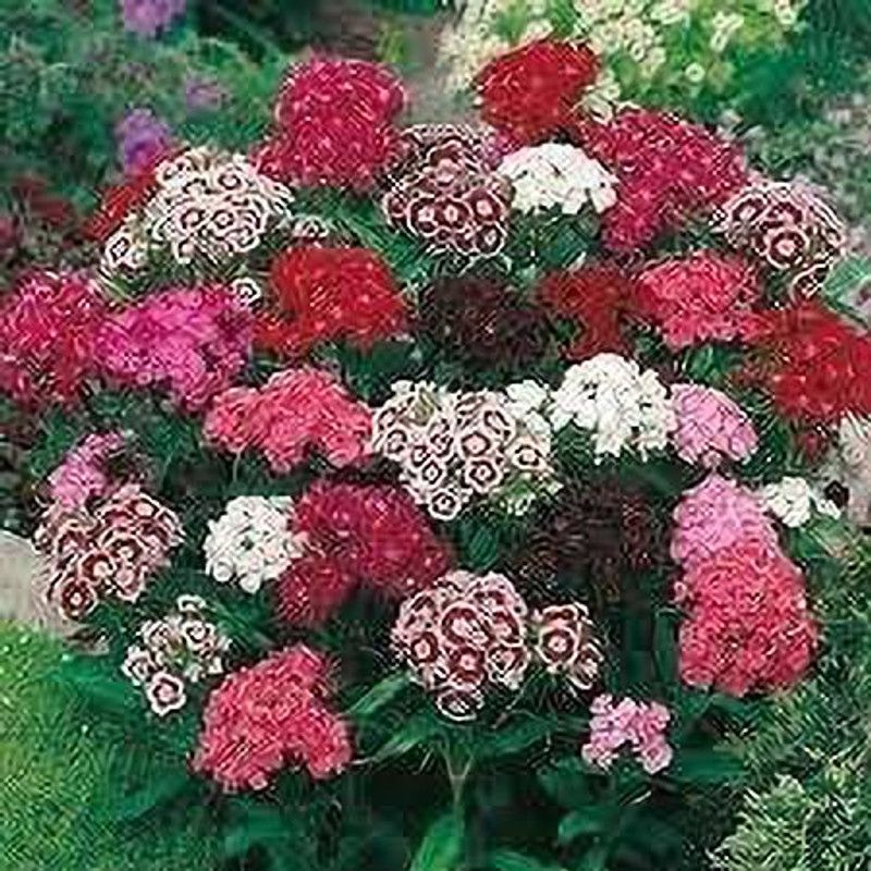 JRYU Dianthus Barbatus Mixed Seeds For Kitchen Gardening Seed  (125 per packet)