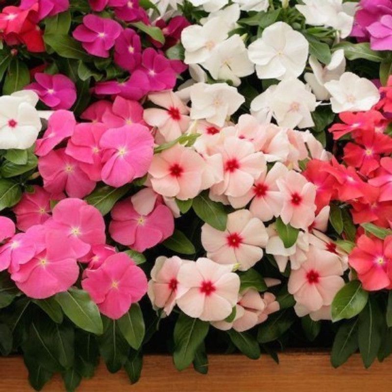 XOLDA Exotic Vinca Mix Seed  (73 per packet)