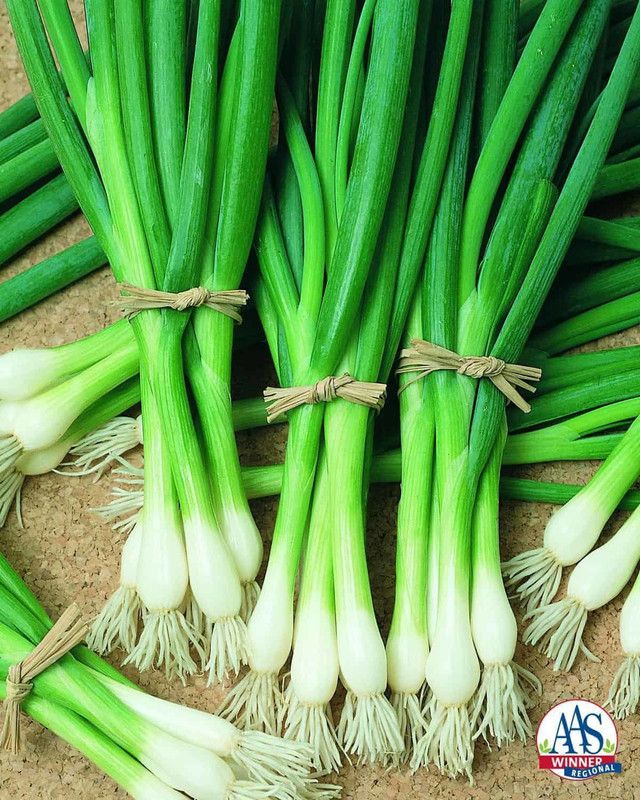 XOLDA Bunching Onion Vegetable Seed  (30 per packet)