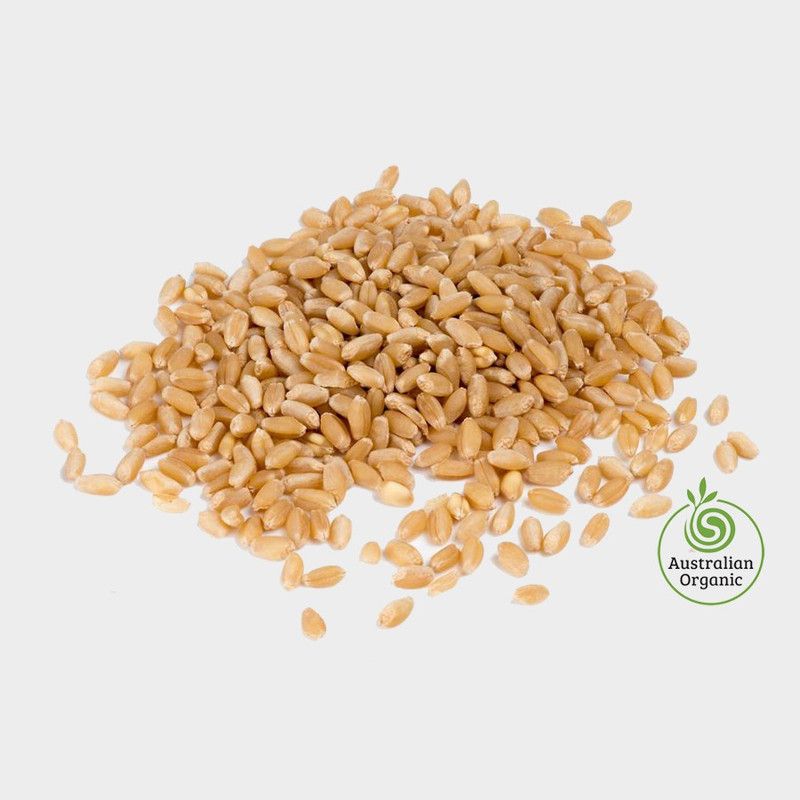 WILLVINE Wheatgrass Seed  (2000 per packet)