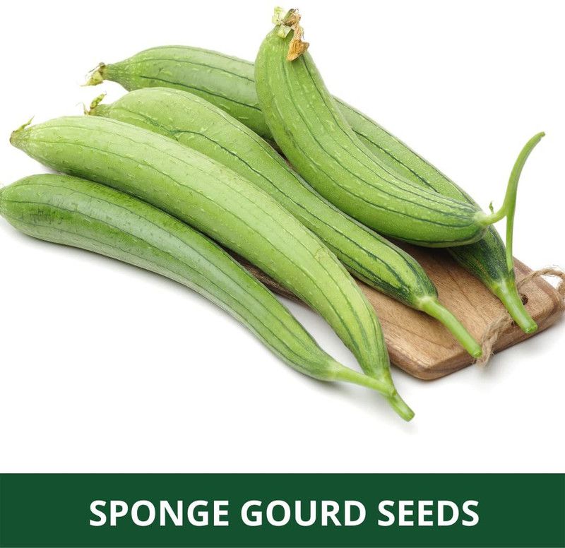 TRICONE Sponge Gourd Seed  (25 per packet)
