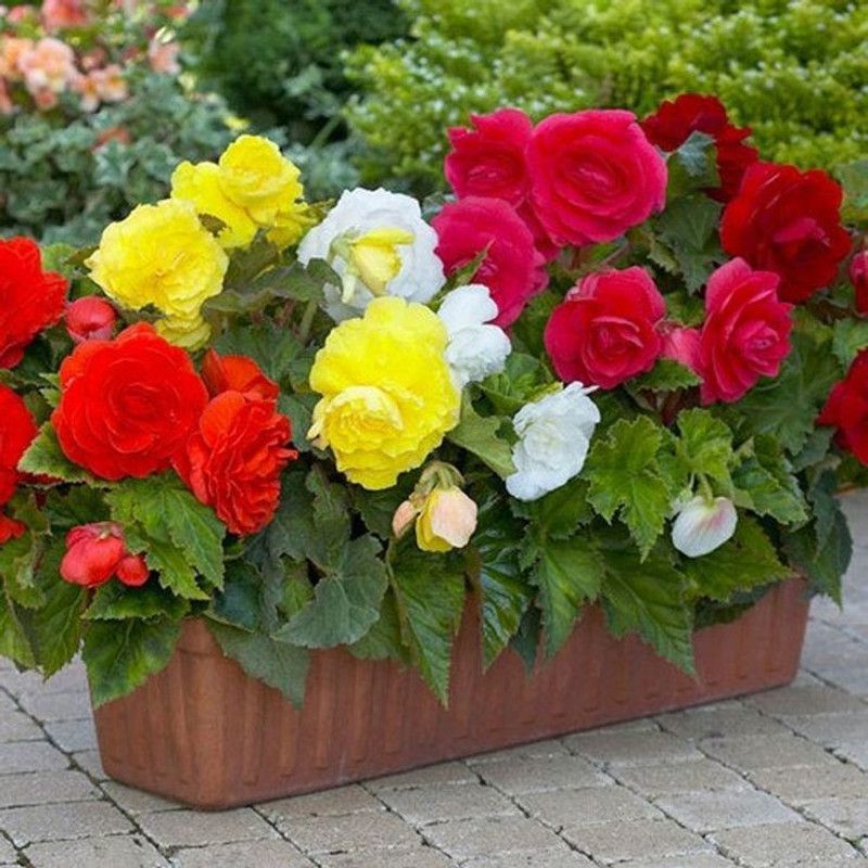 XOLDA Begonia Flower Seed  (16 per packet)