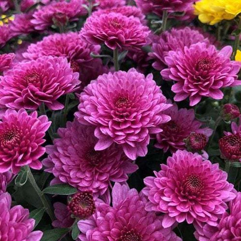 Mozette Chrysanthemum flower Seed  (10 per packet)