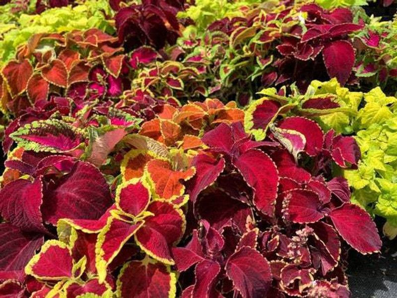 Mozette Coleous Rainbow Mix Seed  (31 per packet)