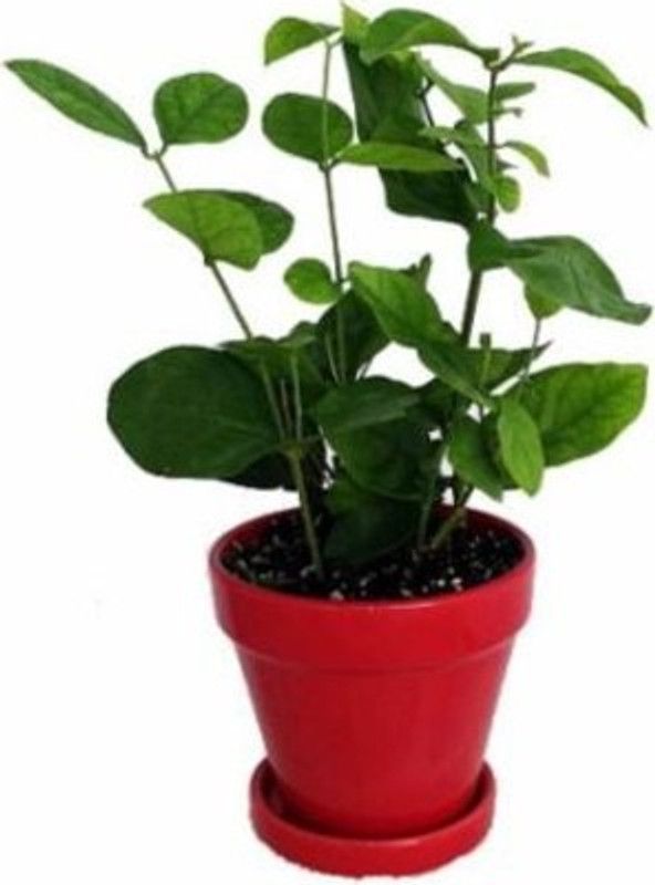 HarvestVale Jasmine Plant  (Hybrid, Pack of 1)