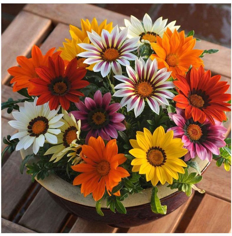 Beejaropan Gazania Mixed Seed  (40 per packet)