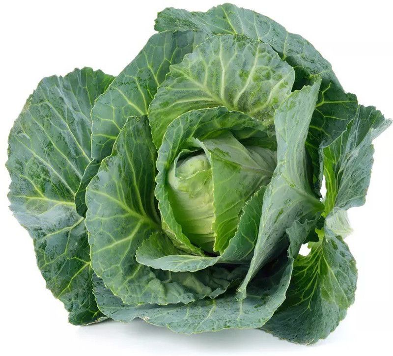 MYLAWN Round Shape Green Ball Style Cabbage Seed  (500 per packet)