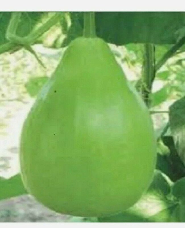 UGRA Asian Bangladeshi Bottle Gourd Seed  (30 per packet)