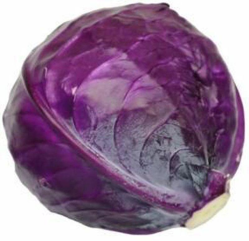 MYLAWN RED ACRE CABBAGE Brassica Seed  (200 per packet)