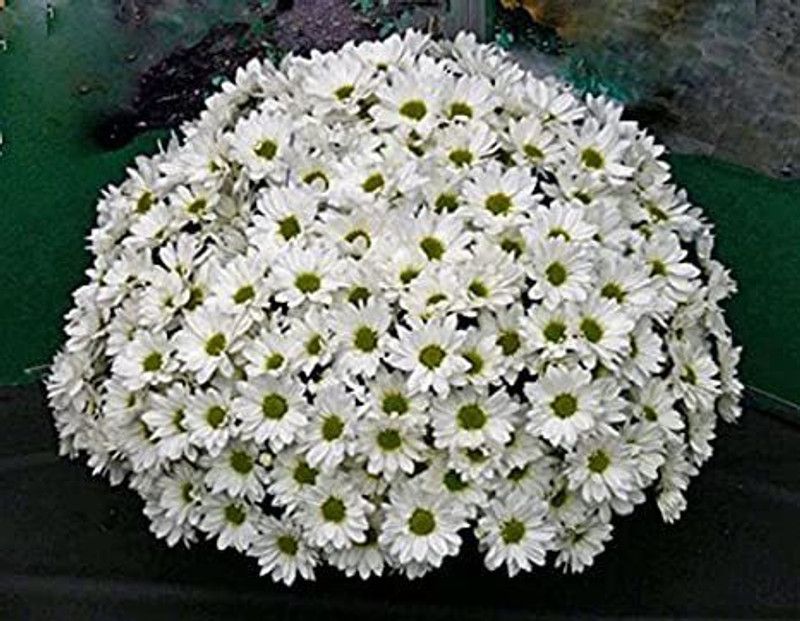 XOLDA Hybrid Chrysanthemum White Seed  (57 per packet)