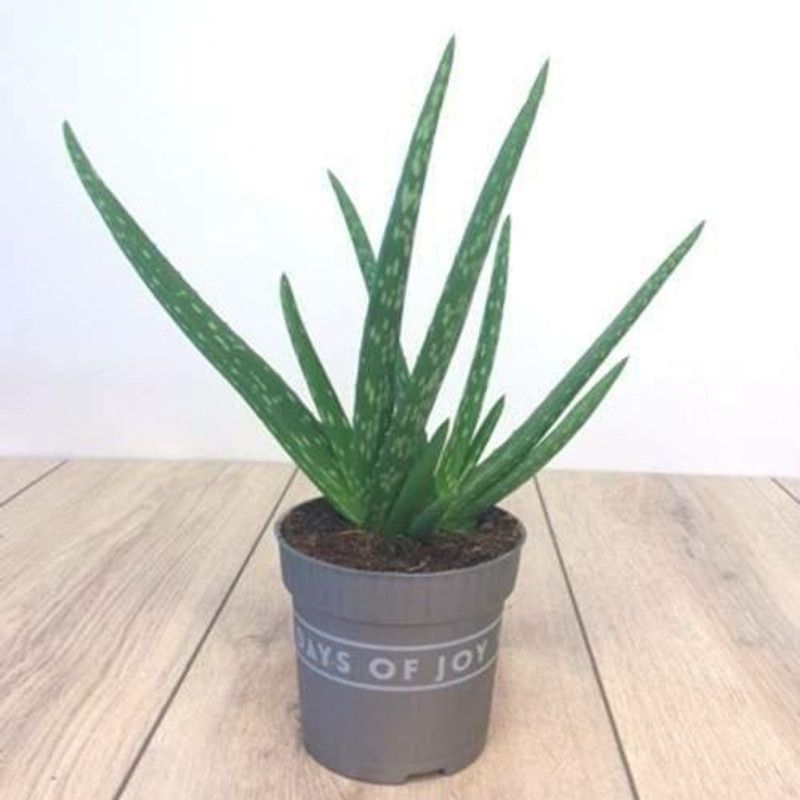 Rainbow Garden Aloe Vera Plant  (Hybrid, Pack of 1)