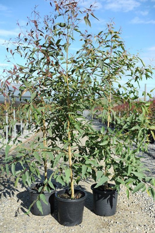 syed garden Corymbia citriodora plant seed Seed  (10 g)