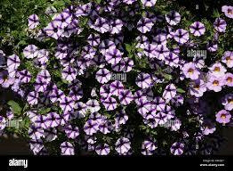 Mozette Exotic petunia ultra star Seed  (27 per packet)
