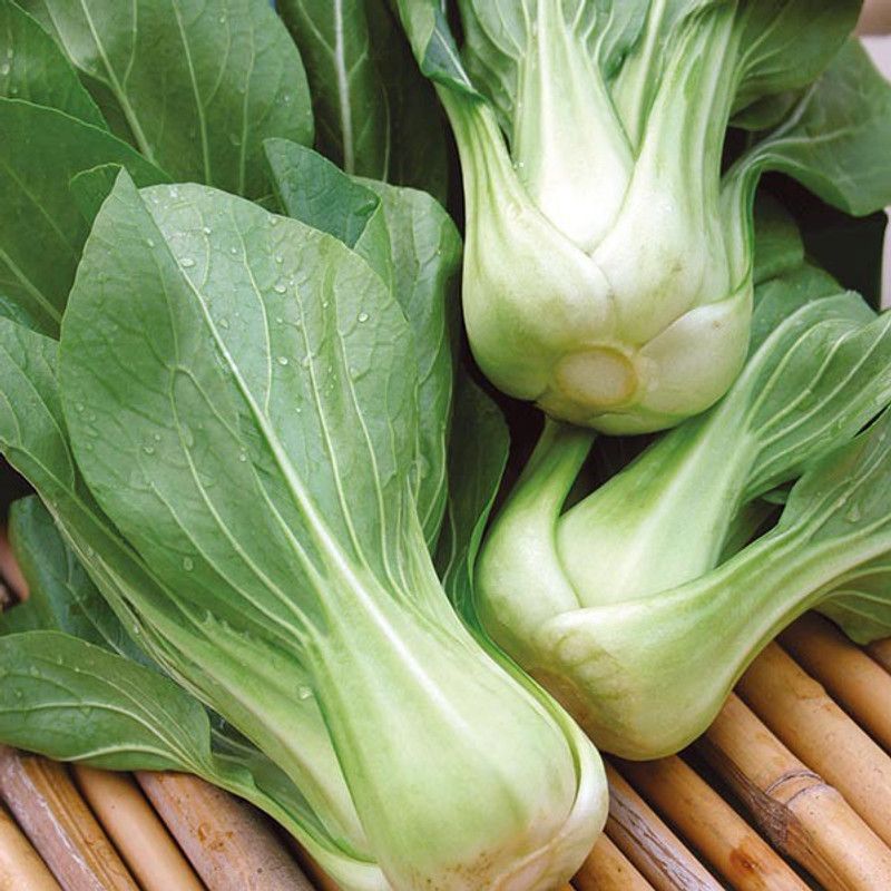 XOLDA Pak Choi/Bok choy Seed  (15 per packet)