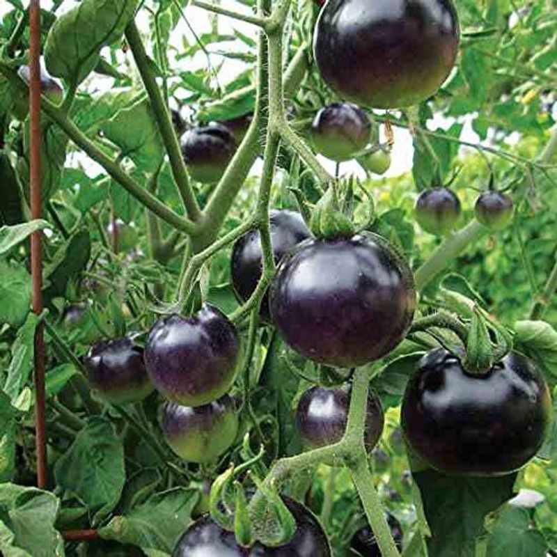 KANAYA Kale Tamatar Ke Beej For Gardening Seed  (850 per packet)