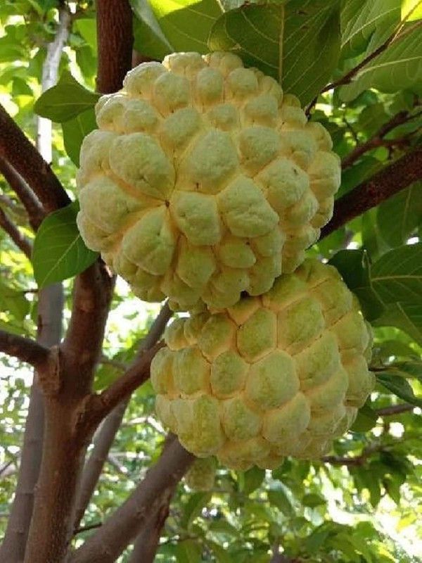 Zomoloco Custard Apple Plant  (Hybrid, Pack of 1)