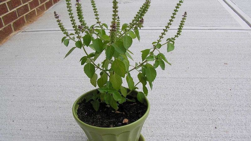 Organic Galaxy Tulsi Herb Plant Hybrid Quality Seed  (20 per packet)