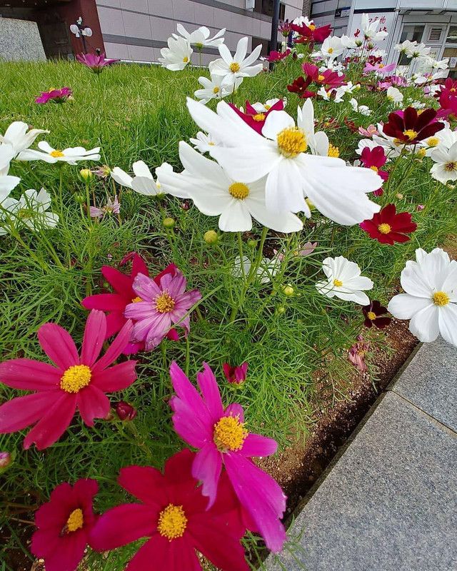 VibeX KGF -3 - Cosmos Mixed Winter Flower - (90 Seeds) Seed  (90 per packet)