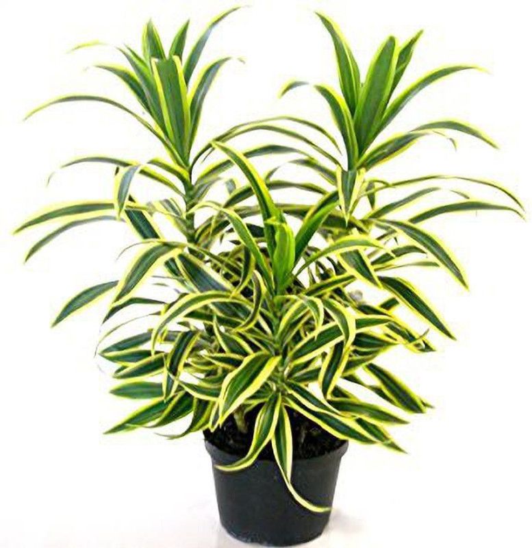 HarvestVale Dracaena Plant  (Hybrid, Pack of 1)