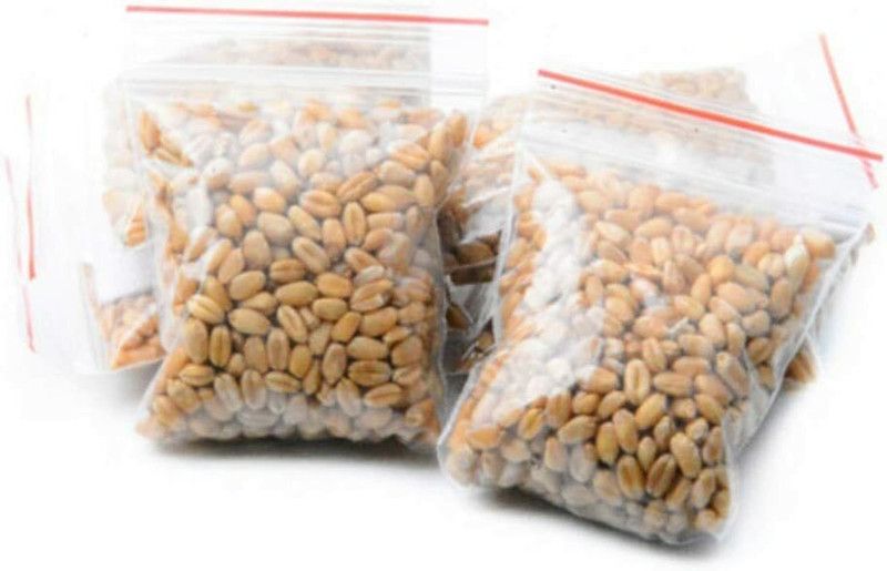 CYBEXIS Wheat Grass Kit Seed  (5 g)