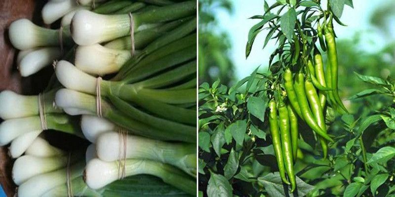 xcentax Chilli seed, SPRING CUT BUNCHING ONION Seed  (20 per packet)