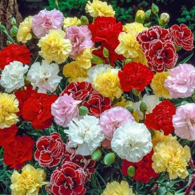 Mozette Exotic carnation Seed  (10 per packet)