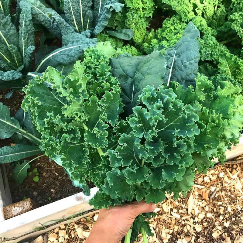 Mozette Kale green Seed  (36 per packet)