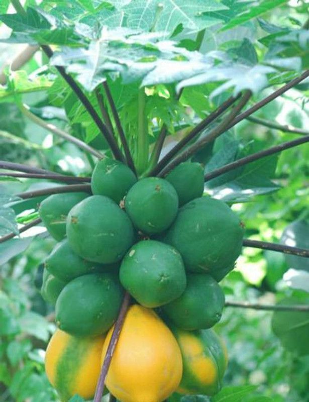 Paudha Papaya Hybrid Seed  (15 per packet)