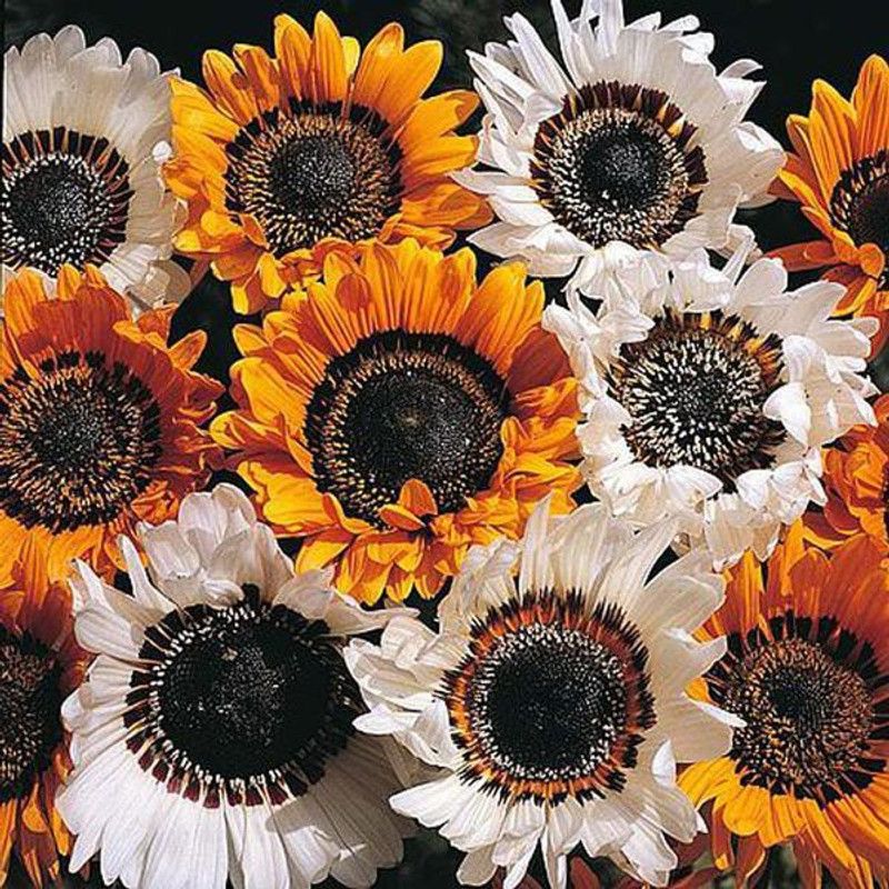 Audbhidhi Hybrid Venidium Flower Seeds for Home Gardening Seed  (400 per packet)