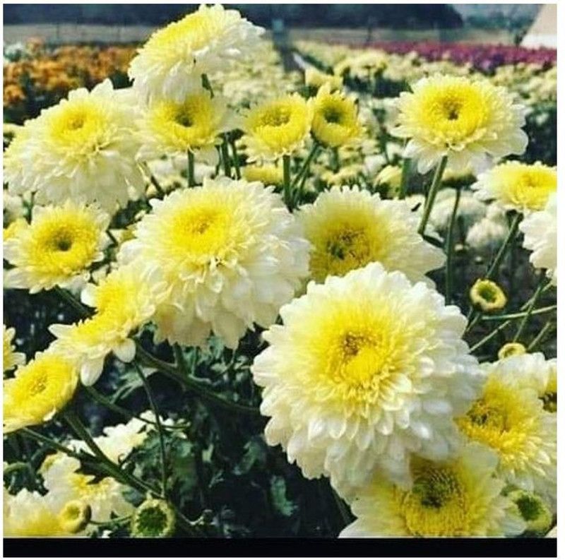 XOLDA Chrysanthemum white flower Seed  (29 per packet)