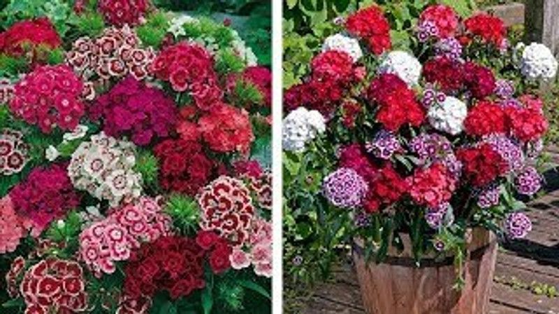 Mozette Exotic sweet william Seed  (24 per packet)