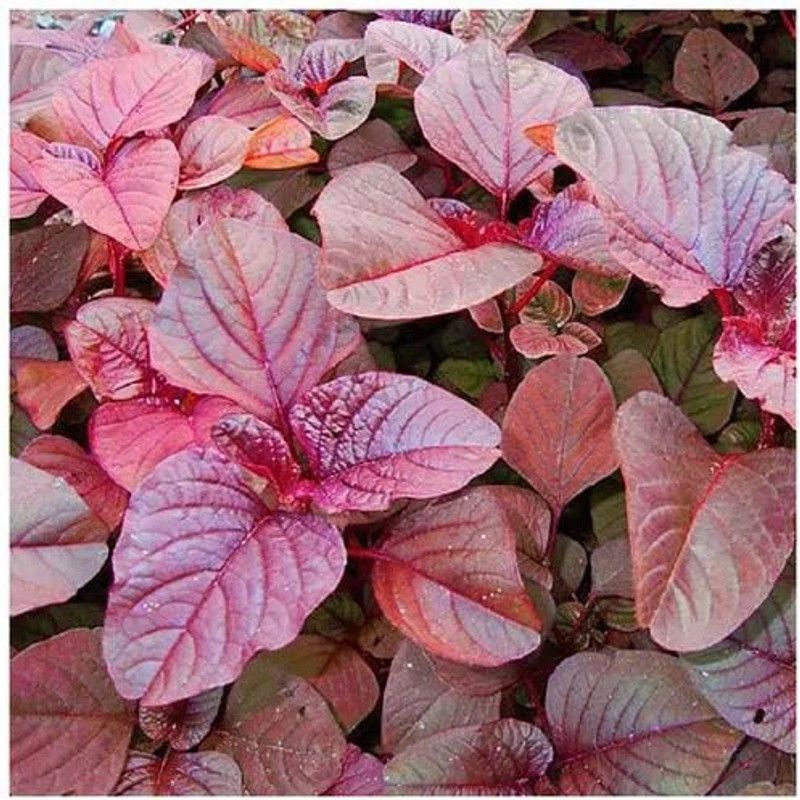 XOLDA Hybrid Red Amaranthus Seed  (74 per packet)