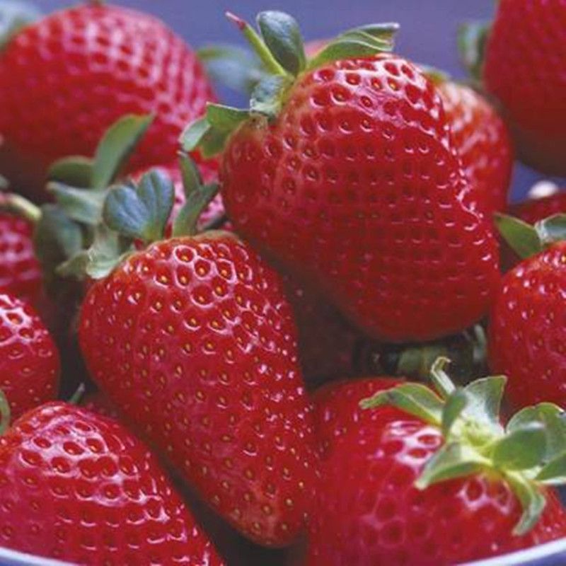 PEARL Strawberry Seeds (100 Seeds ) Seed  (100 per packet)
